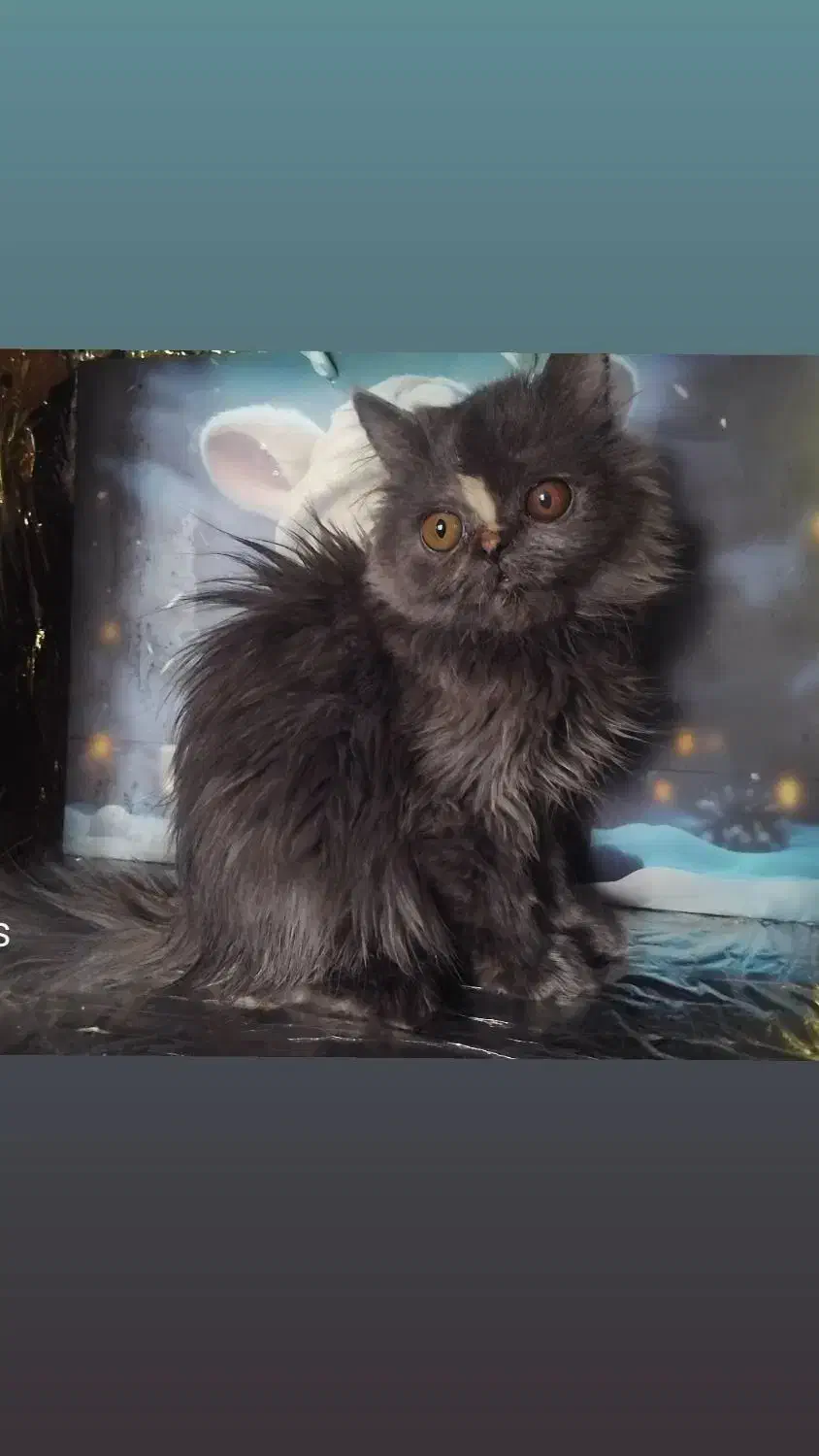 بریتیش لانگ هیر بلو|گربه|اراک, |دیوار