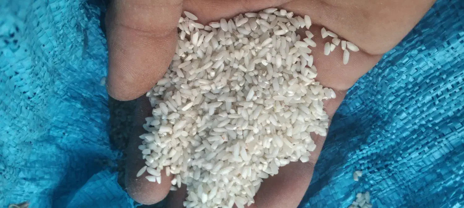 برنج عنبر بو محصول امسال|حراج|کرخه, |دیوار