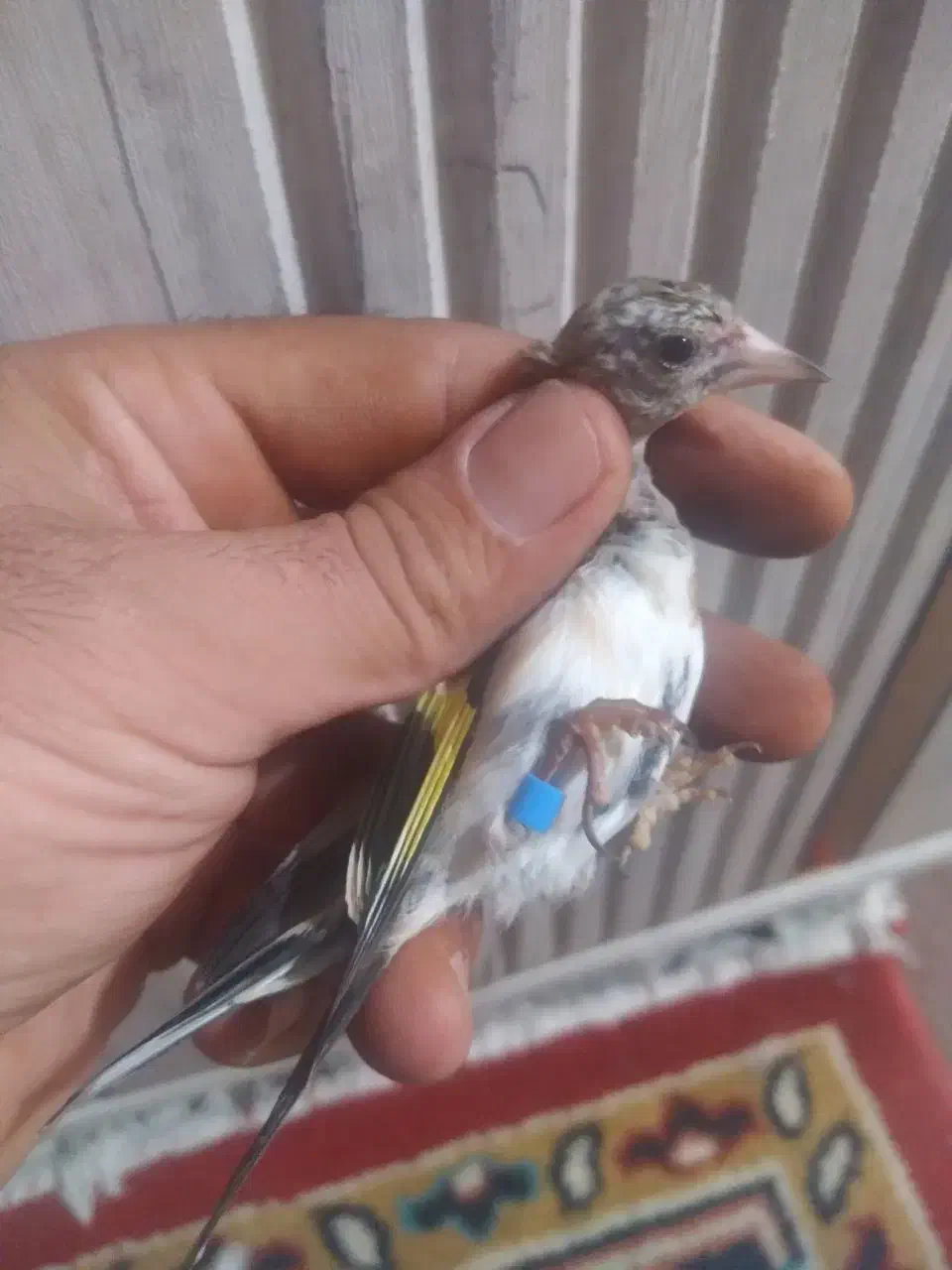 سهره بستان اباد|پرنده|تبریز, |دیوار