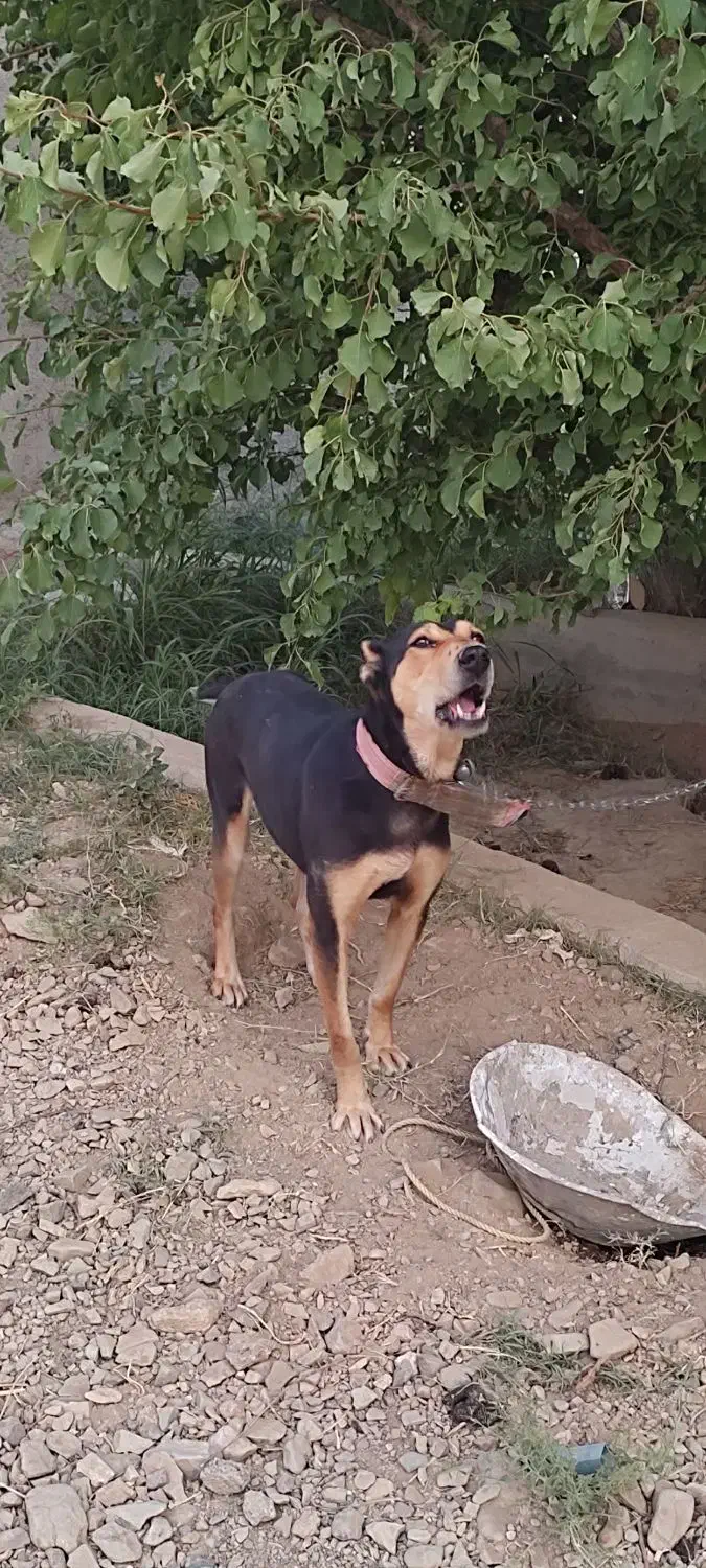 سگ نگهبان|سگ|باغستان, |دیوار