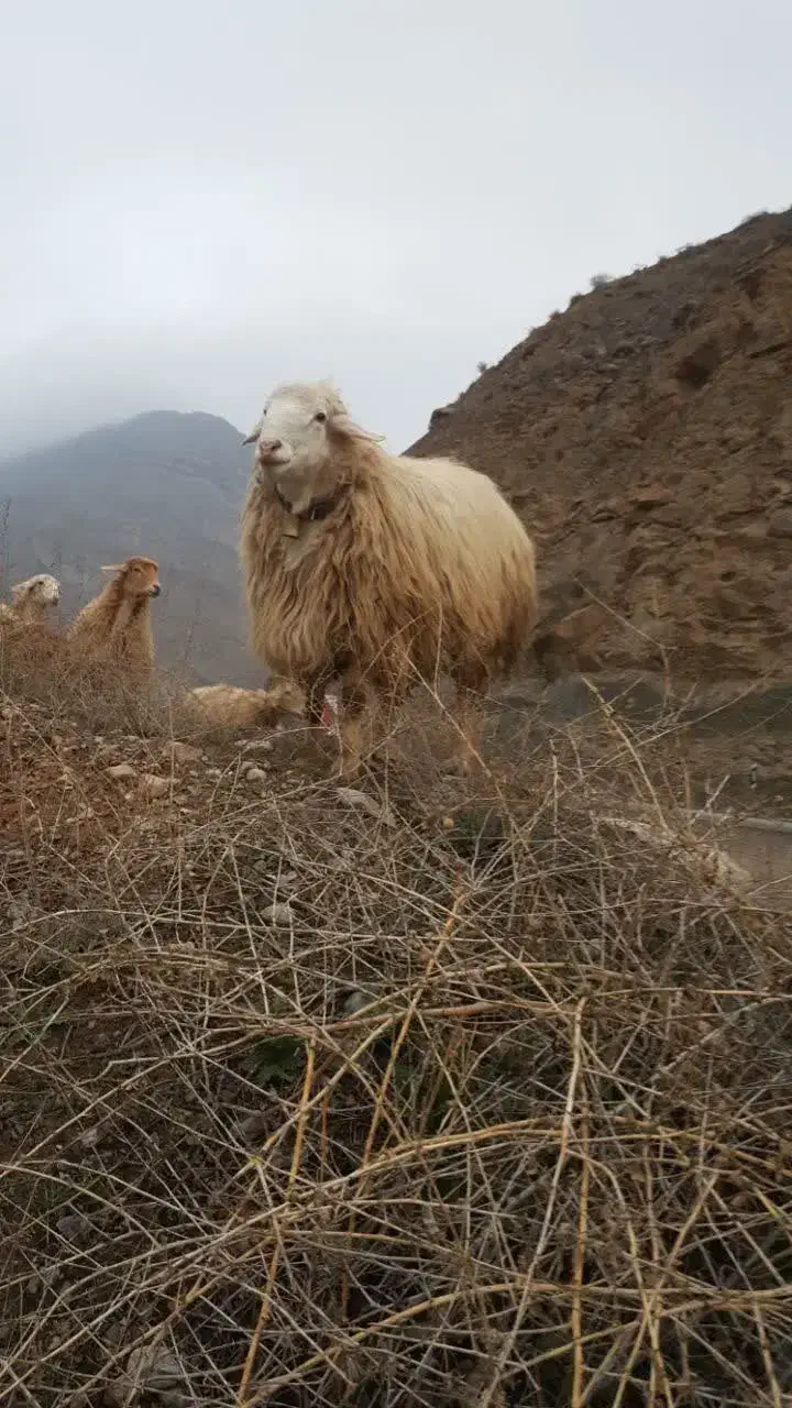 قوچ همو مغانی|حیوانات مزرعه|کلات (خراسان), |دیوار