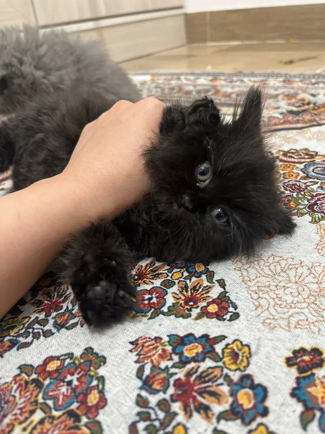 بچه گربه نژاد اسکاتیش چینچیلا|گربه|بندرعباس, |دیوار