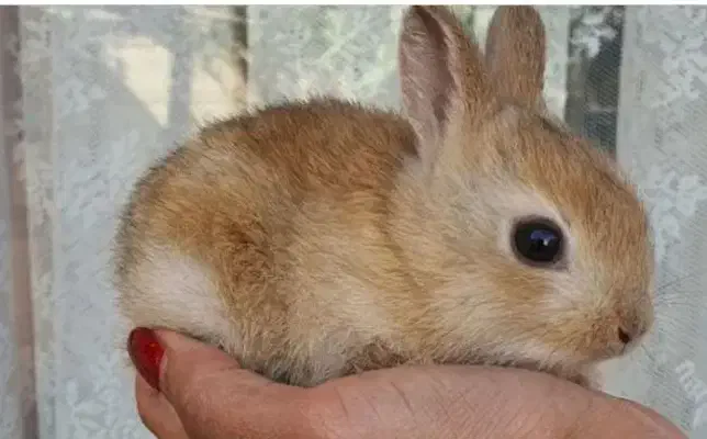 خرگوش کوچک قهوه ای|موش و خرگوش|یاسوج, |دیوار