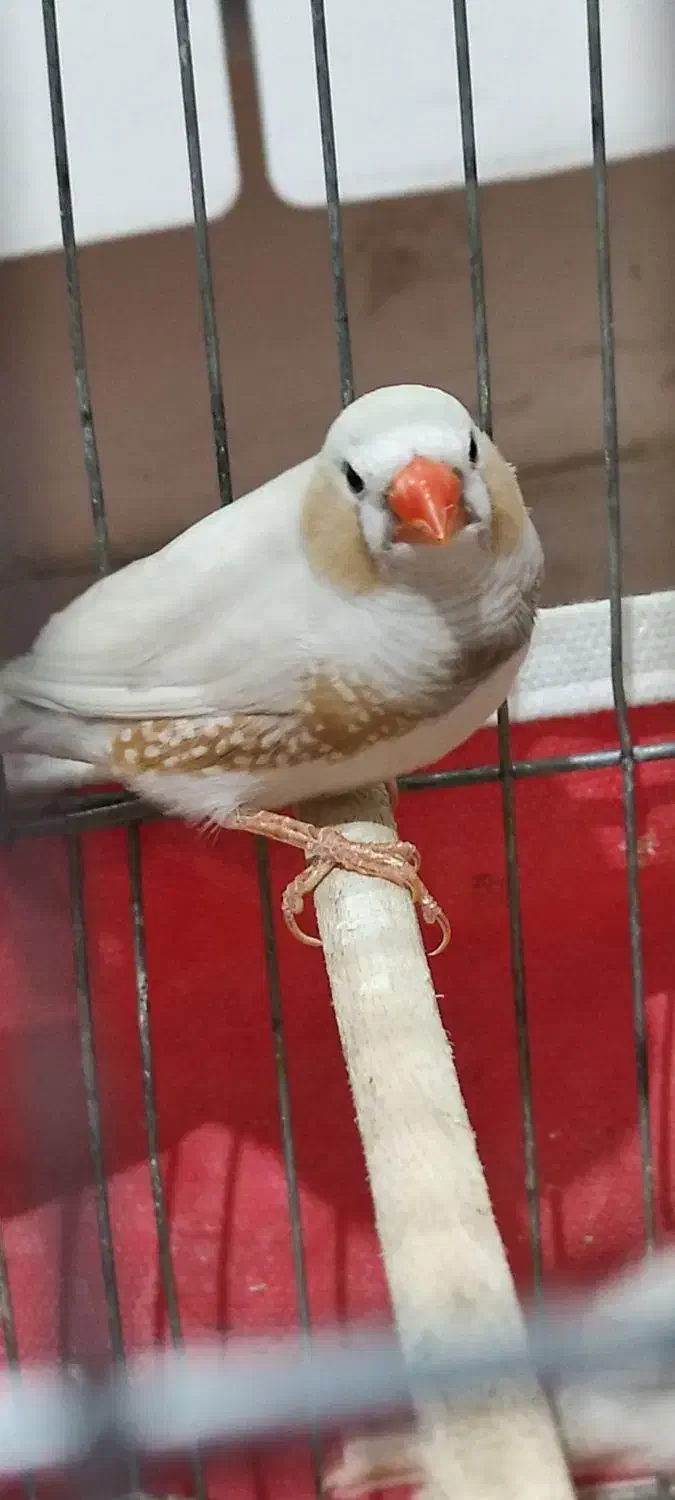 ۶ عدد فنچ  و چهار تخم همراه با دو قفس و وسایل|پرنده|کرمانشاه, |دیوار