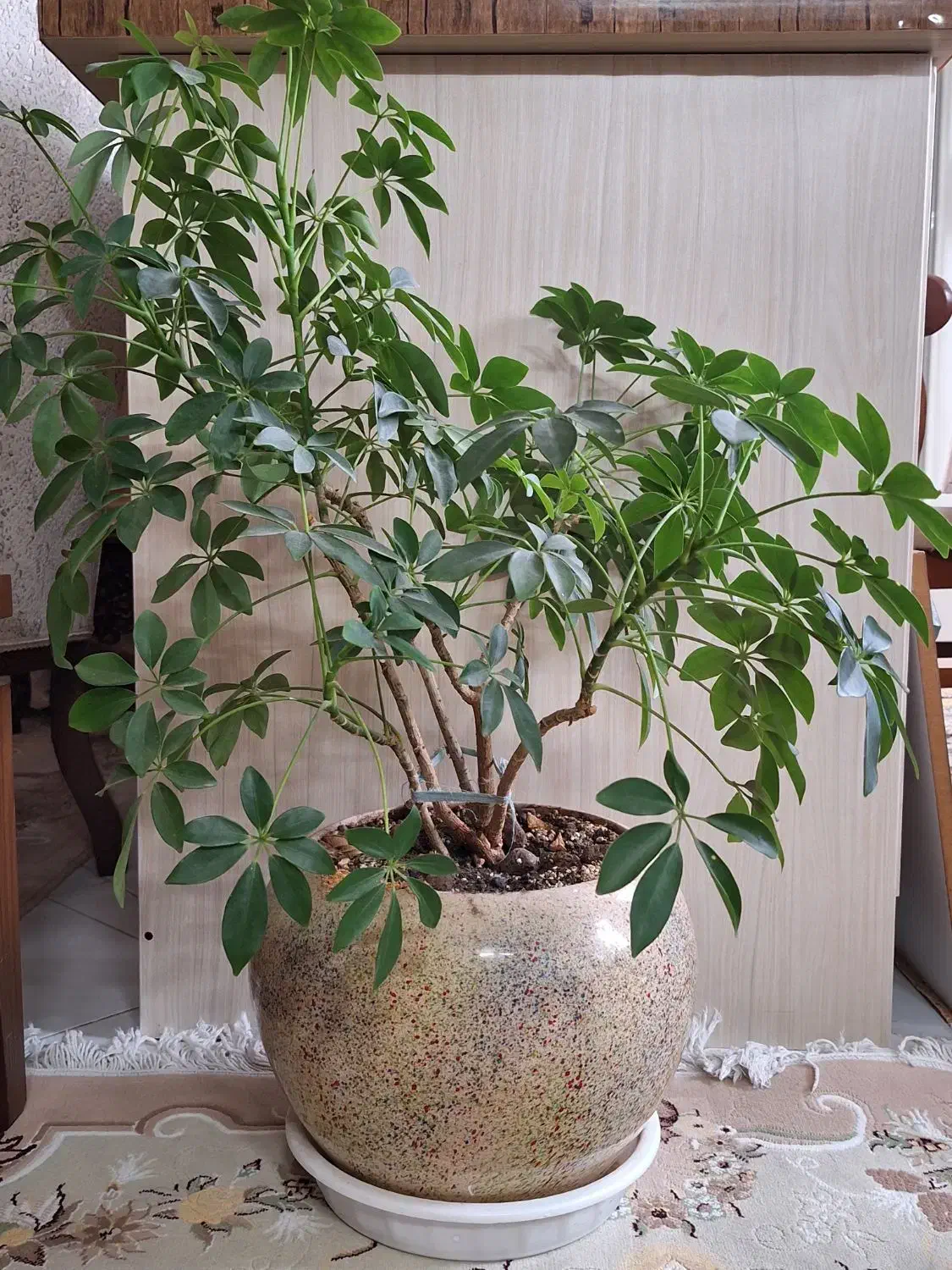 گل و گلدان|گل و گیاه طبیعی|ورامین, ورامین|دیوار