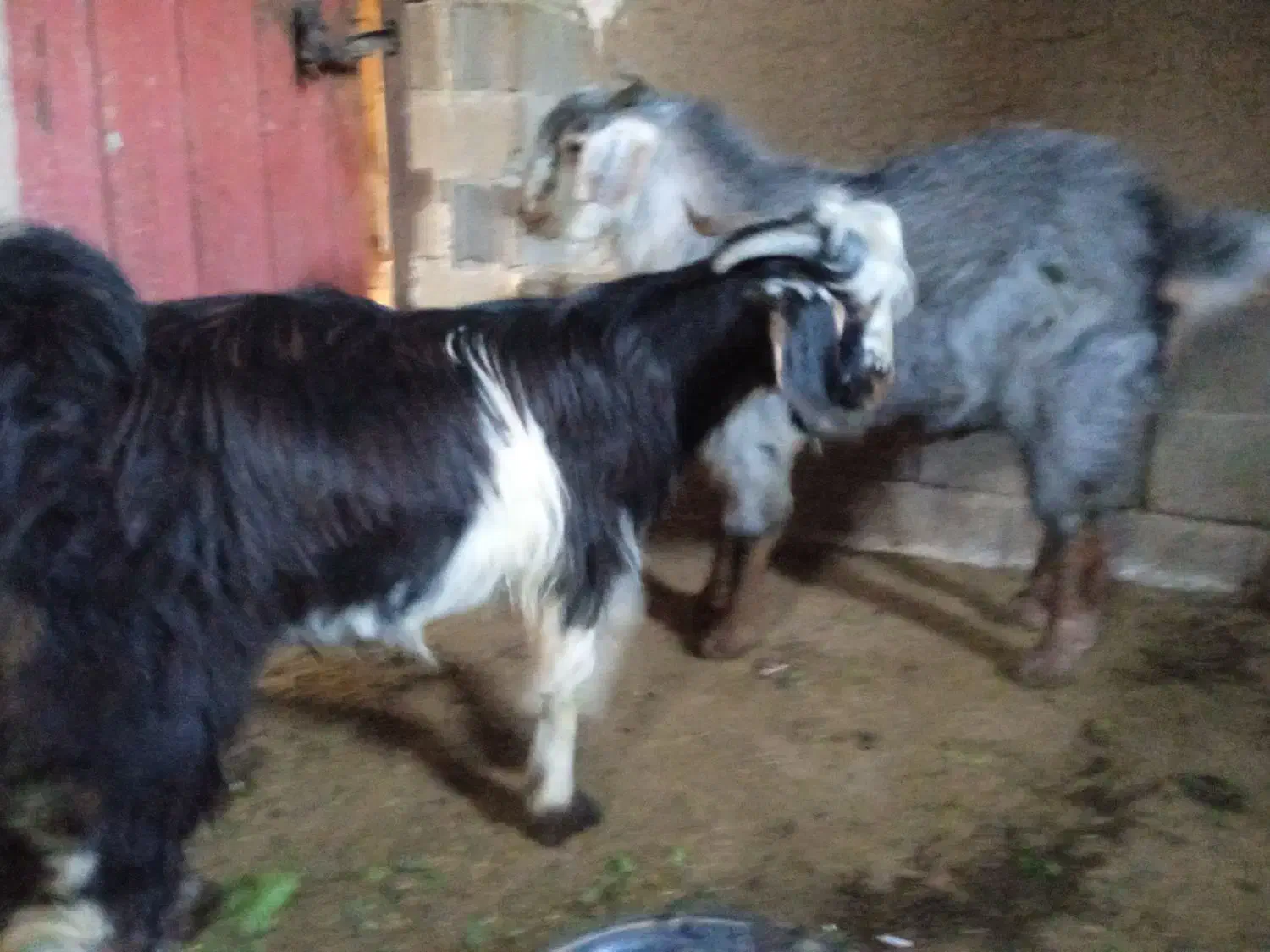 دو عدد بز|حیوانات مزرعه|گلی داغ, |دیوار