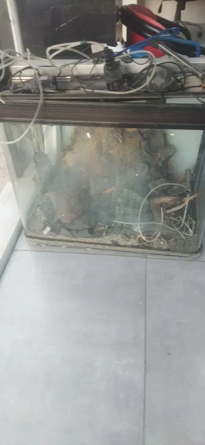 اکواریوم|ماهی|ایلام, |دیوار