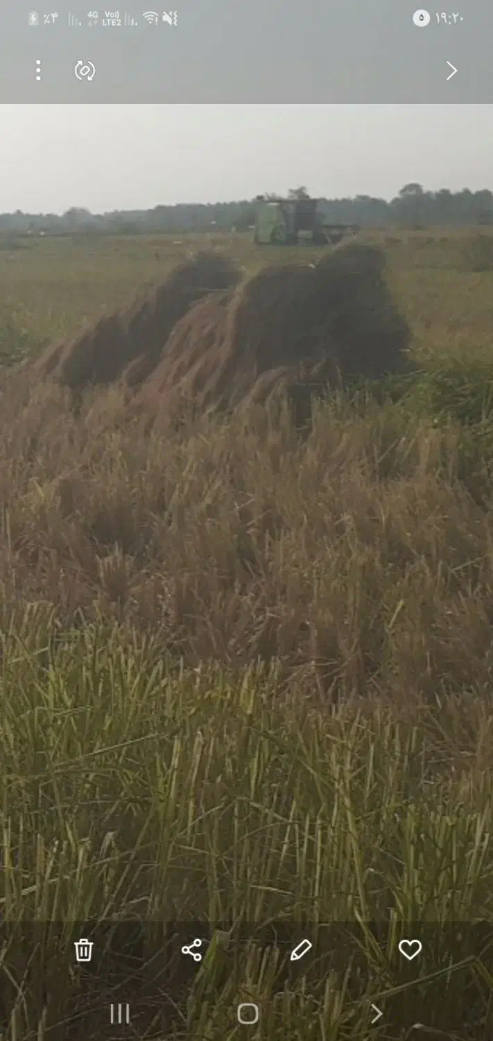 برنج هاشمی اصل|خوردنی و آشامیدنی|لاهیجان, لفمجان|دیوار