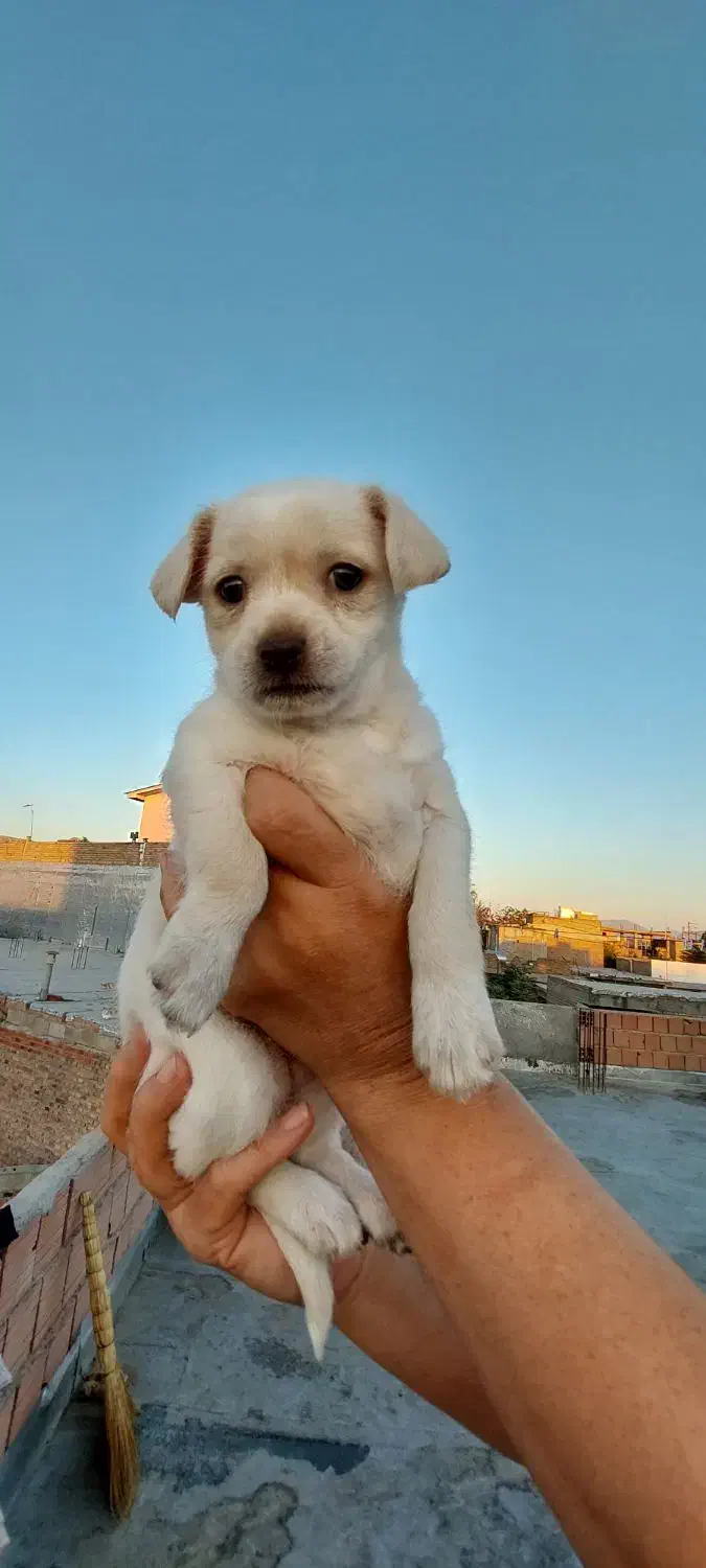 سگ شیترو تریر|سگ|گنبد کاووس, |دیوار