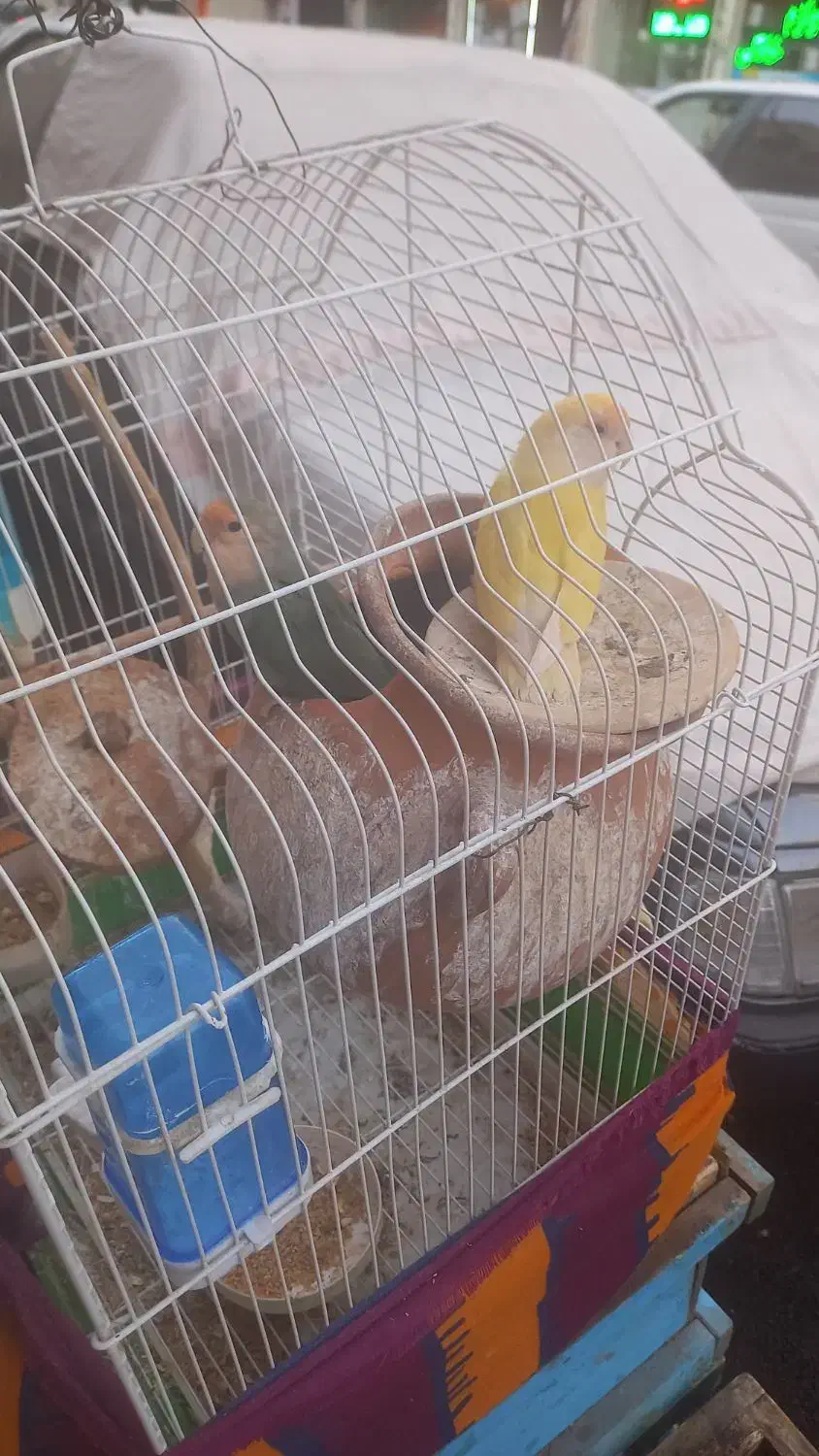 ۲جفت طوطی برزیلی روی تخم و جوجه|پرنده|اندیشه, اندیشه فاز ۱|دیوار