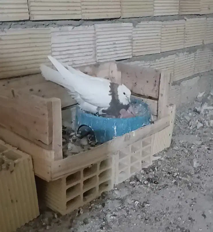 رفقا ازم باخت رفته سمت نوراباد و محمد رسولله|حیوانات|ایذه, |دیوار