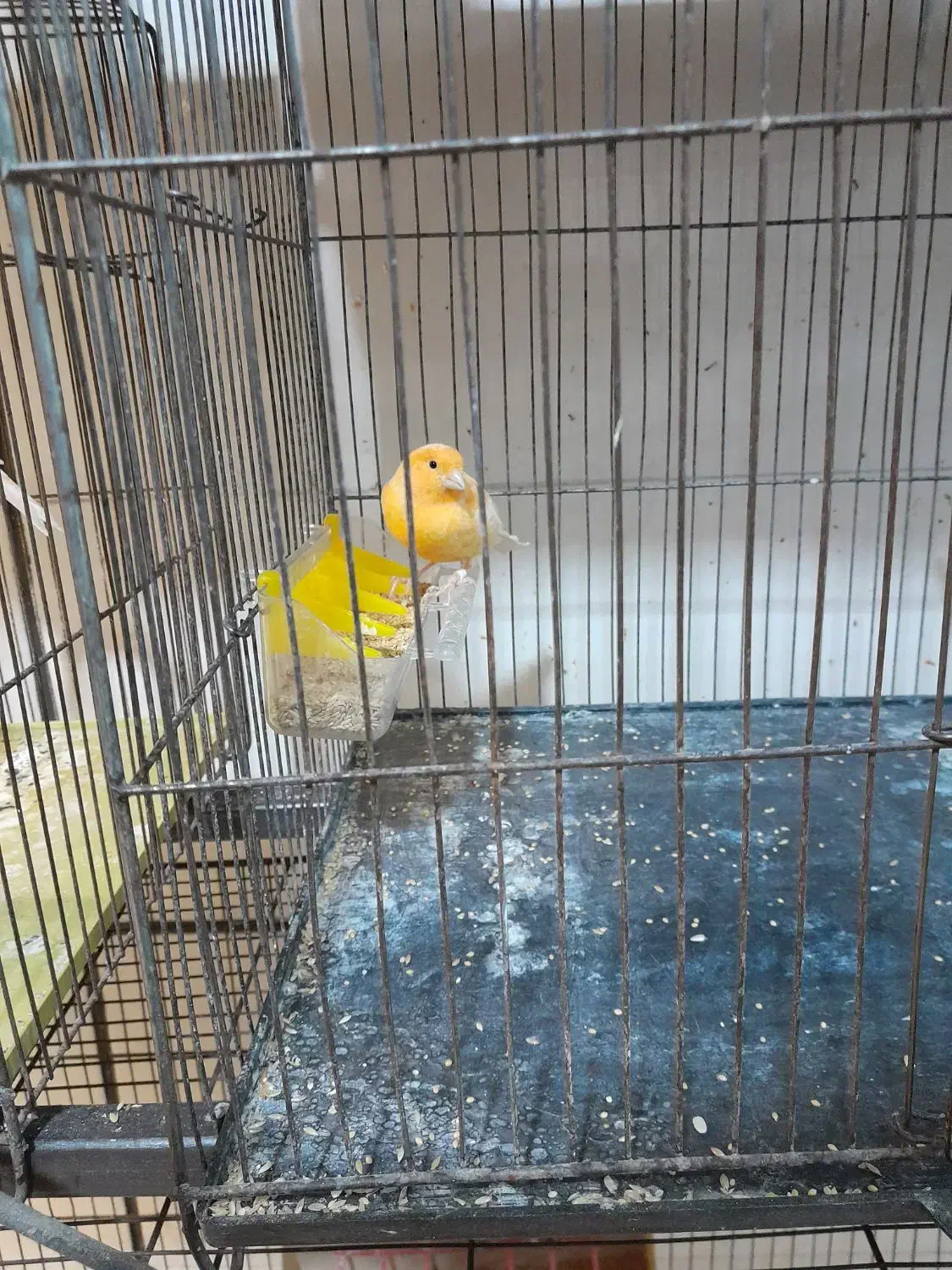 قناری پرتقالی|پرنده|محمدیه-قزوین, |دیوار