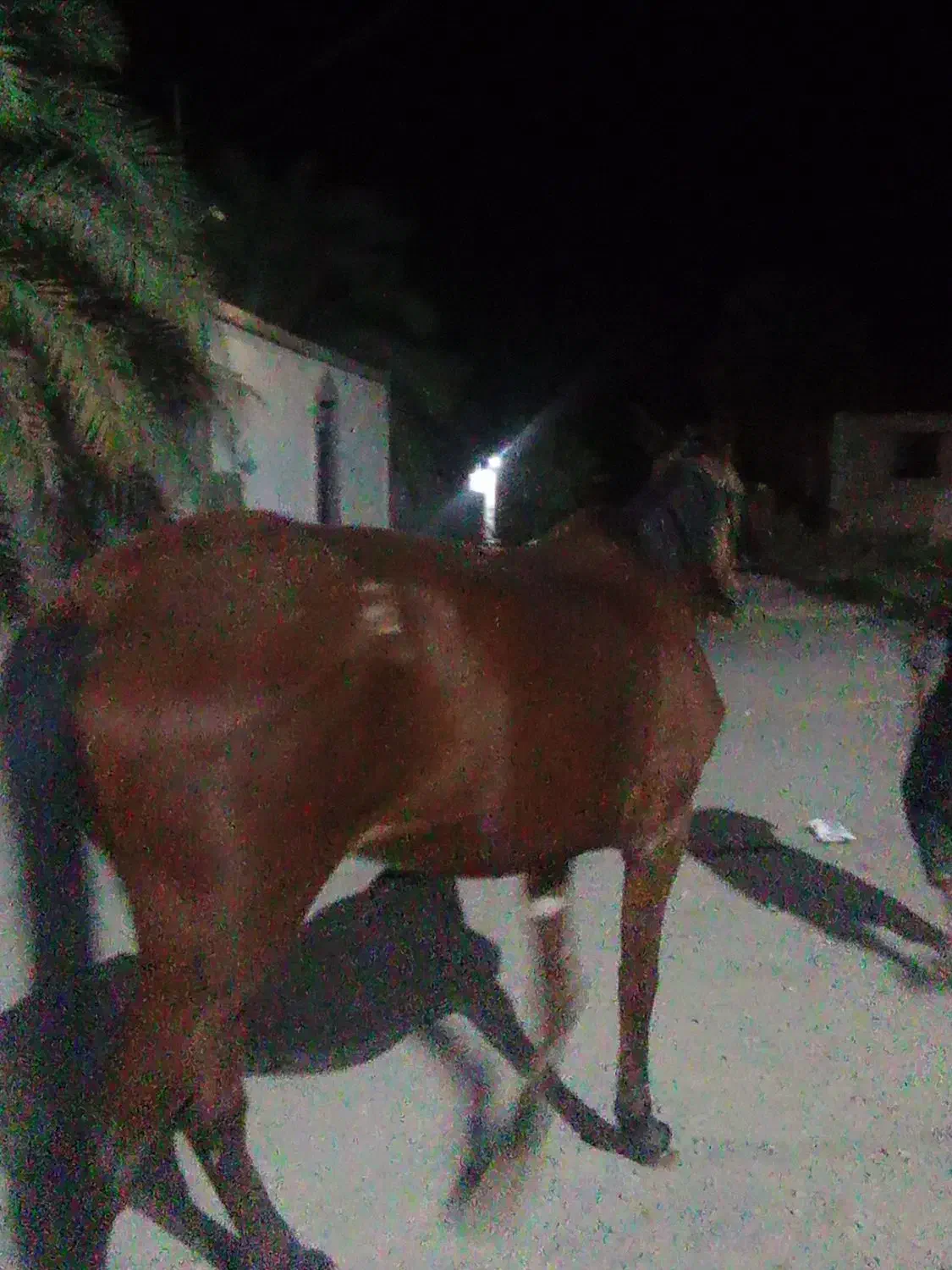 اسب مادیان|اسب و تجهیزات اسبسواری|نرماشیر, |دیوار