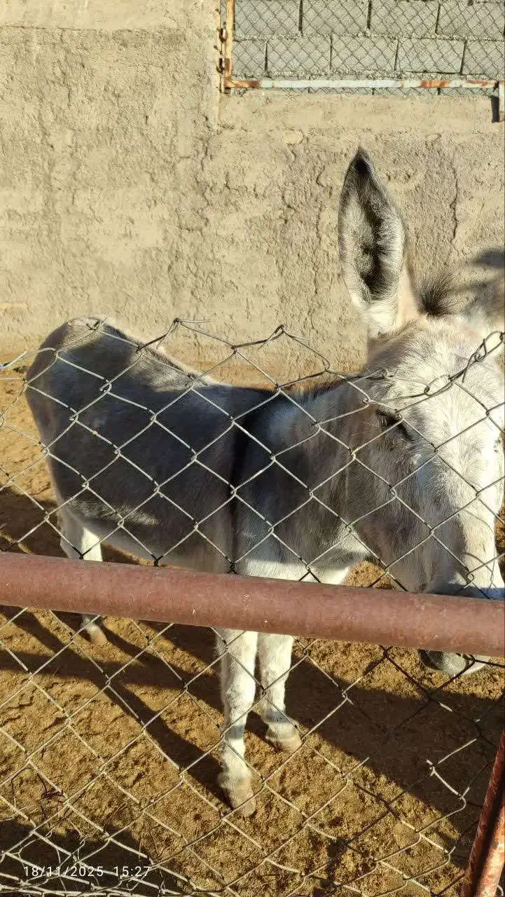 الاغ فروشی|حیوانات مزرعه|آران و بیدگل, |دیوار