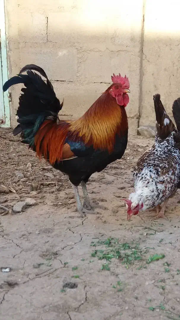 خروس و مرغ کوردی موجود|حیوانات مزرعه|سرپل ذهاب, |دیوار