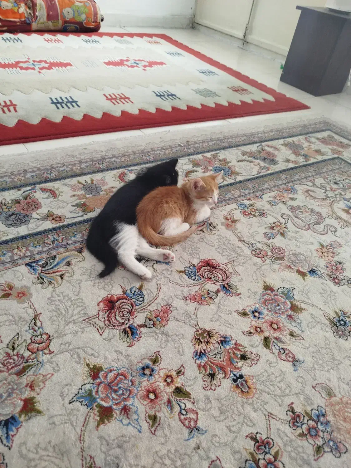 بچه گربه|گربه|تهران, دریا|دیوار