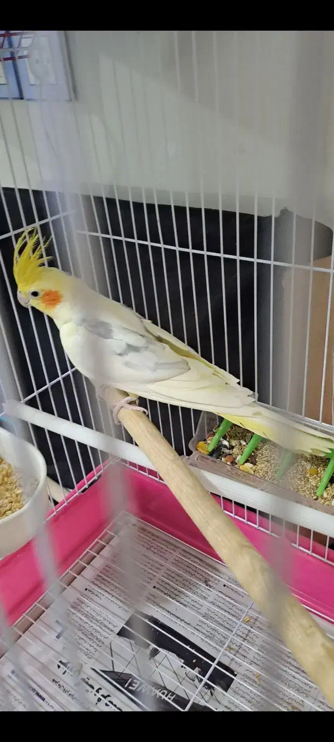 نر دوکت پروانه مست مست سخنگو|پرنده|دورود, |دیوار