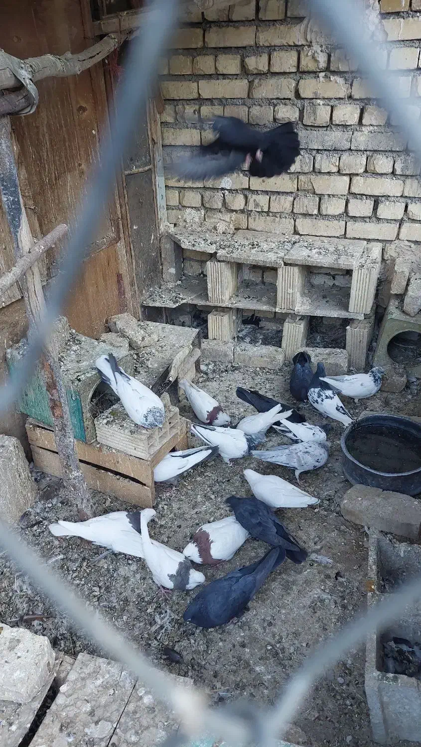 کبوتر پرشی و نقشی|پرنده|پیر بکران, |دیوار