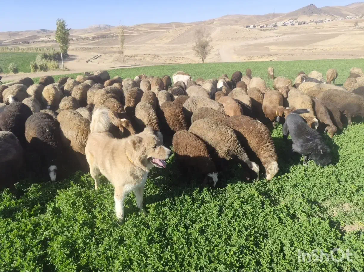 گوسفند گوشتی|حیوانات مزرعه|سنقر, |دیوار