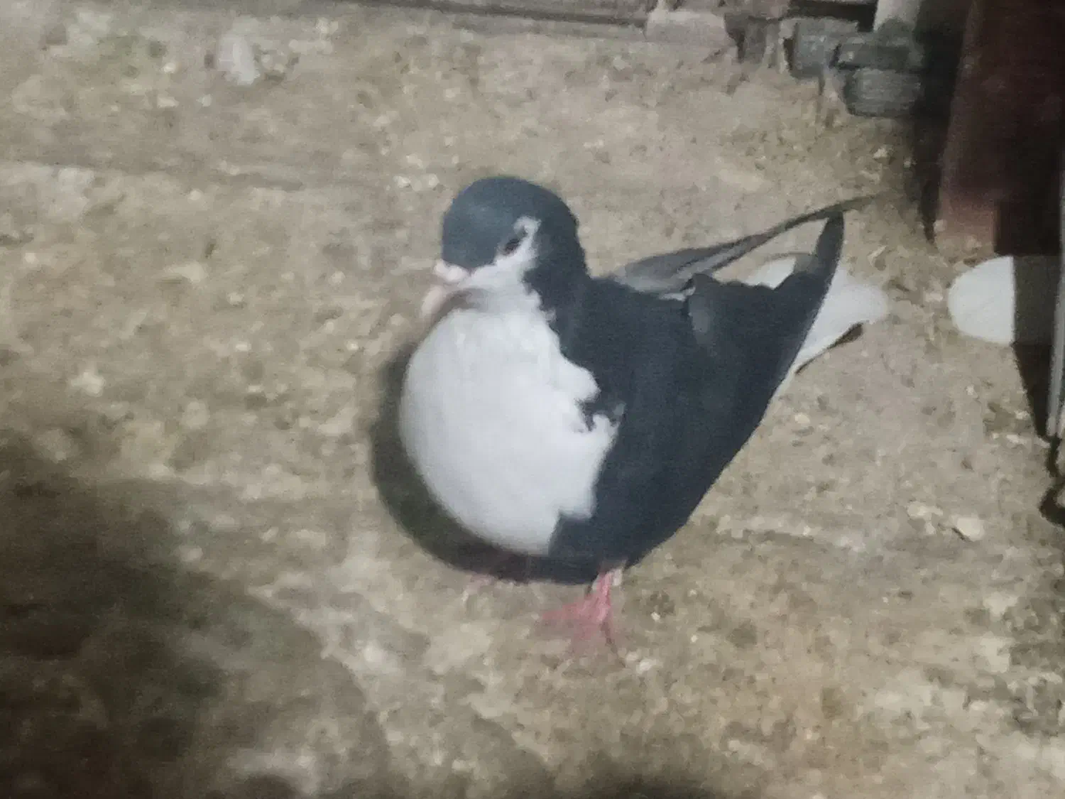 کفتر رنگه|پرنده|مشهد, نوید|دیوار