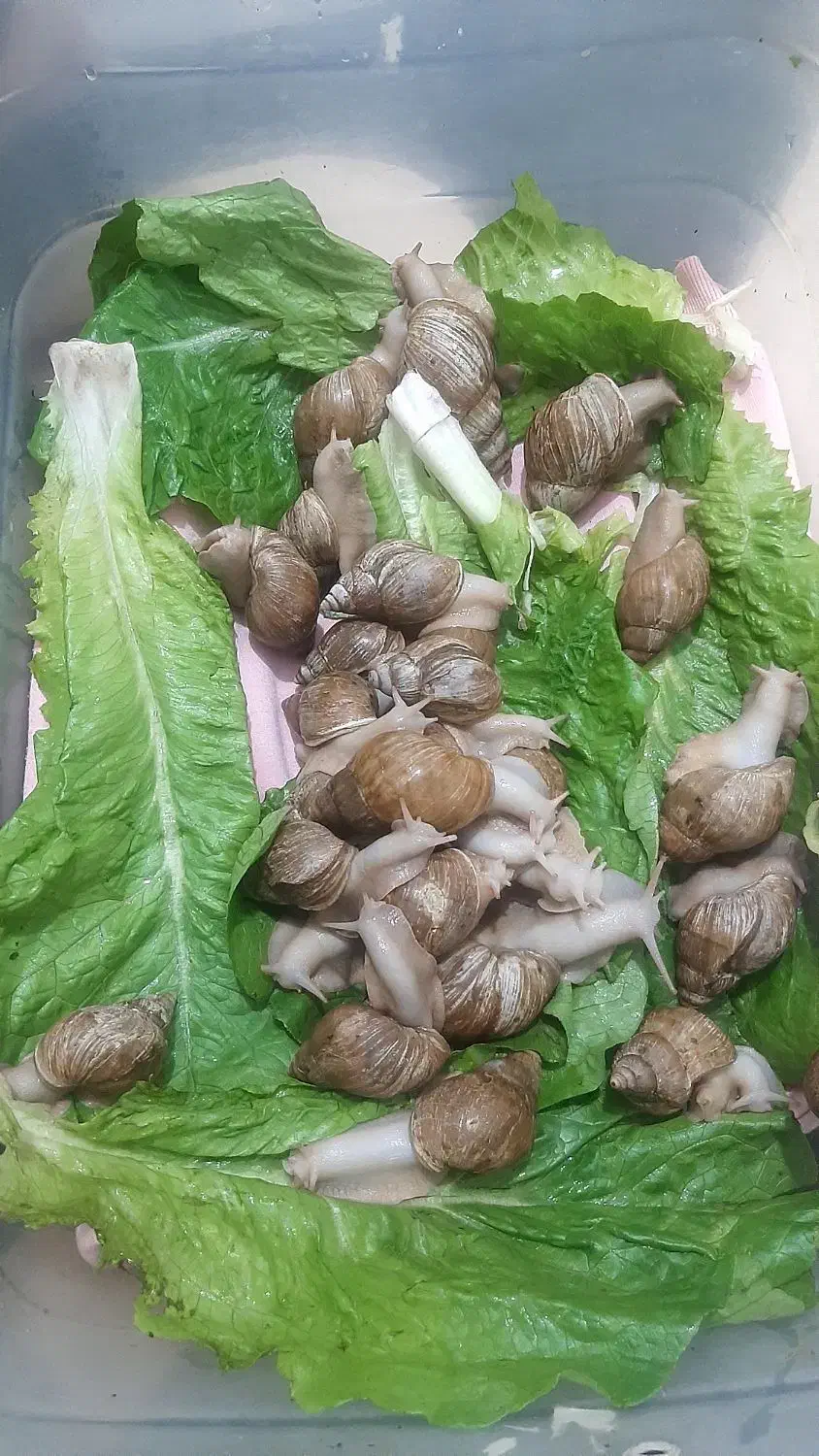 حلزون|خزنده|صحنه, |دیوار