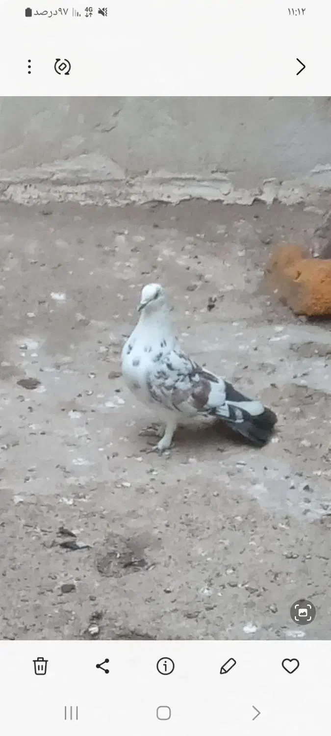 کبوتر گم شده|حیوانات|پارسآباد, |دیوار