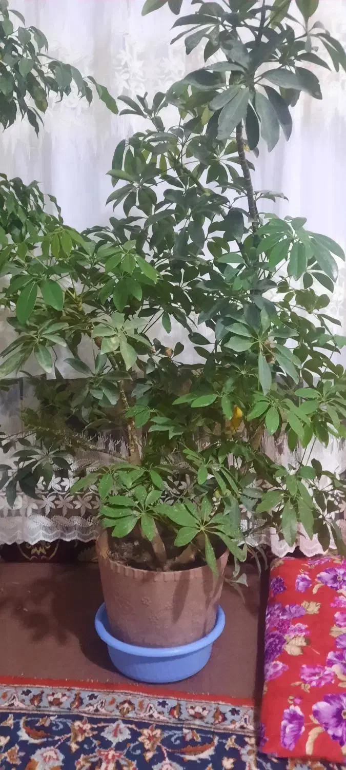 گل دیفن باخیا و بئش بارماق بزرگ|گل و گیاه طبیعی|صوفیان, |دیوار