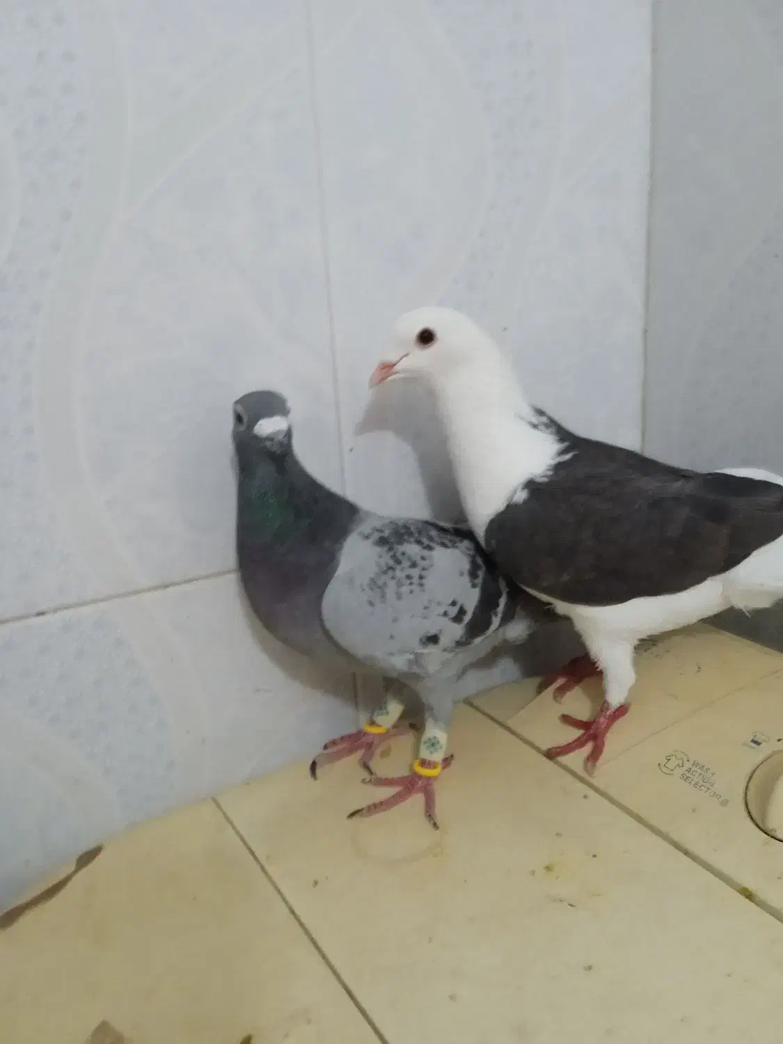 کفتر پلاکی‌‌‌|پرنده|شیراز, کرونی(خاتونک)|دیوار