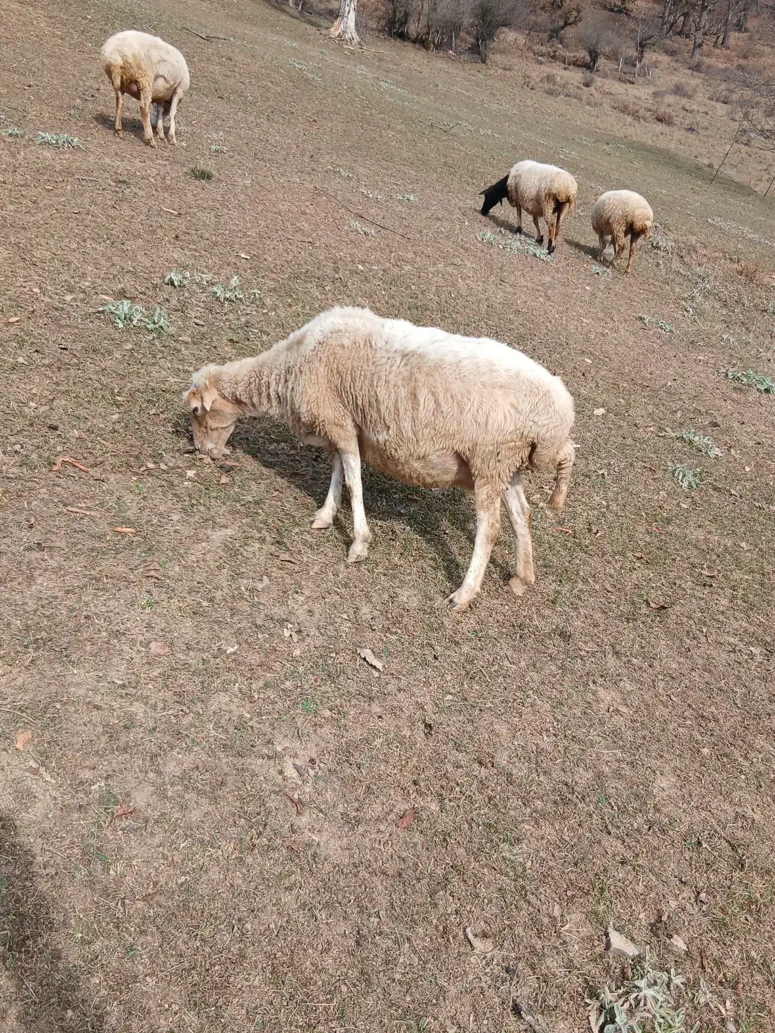 گوسفند با بره|حیوانات مزرعه|پرهسر, |دیوار