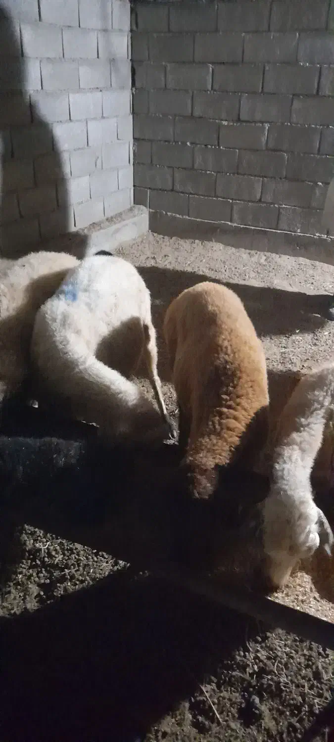 گوسفند|حیوانات مزرعه|گمیشان, |دیوار