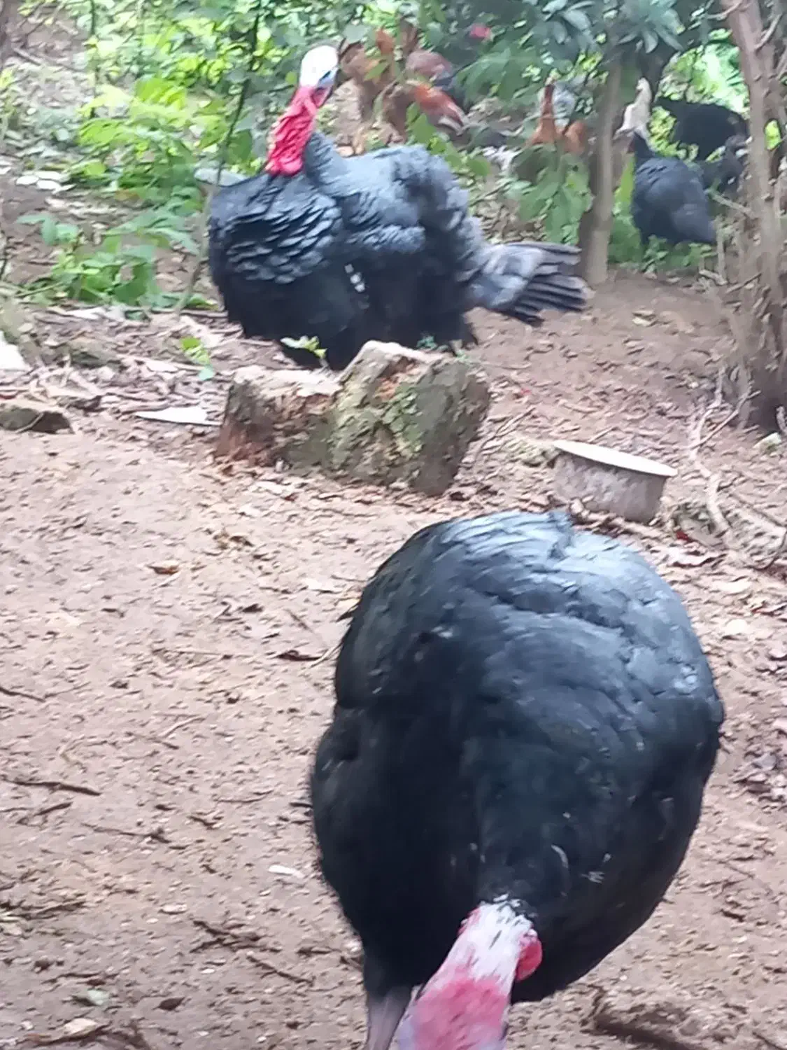 بوقلمون نر وماده|حیوانات مزرعه|سنگر, |دیوار