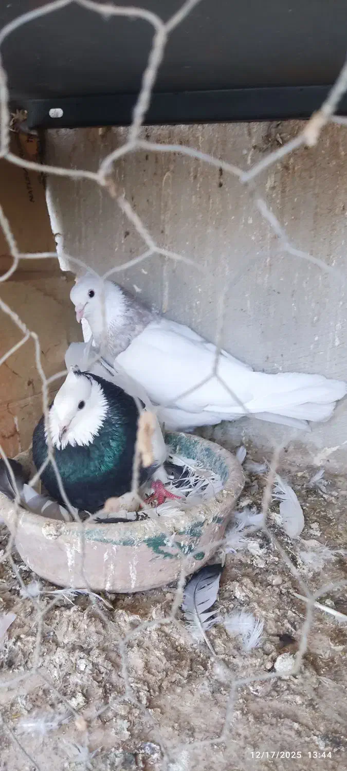 کبوتر طوقی سرور|پرنده|ری, شهید بهشتی|دیوار