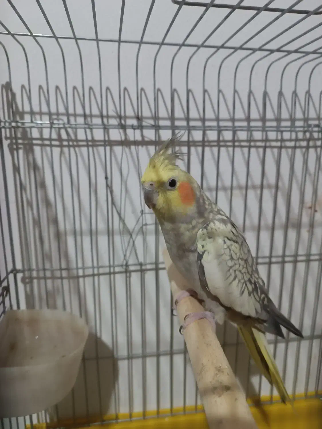 عروس هلندی|پرنده|رباط‌کریم, شترخوار|دیوار