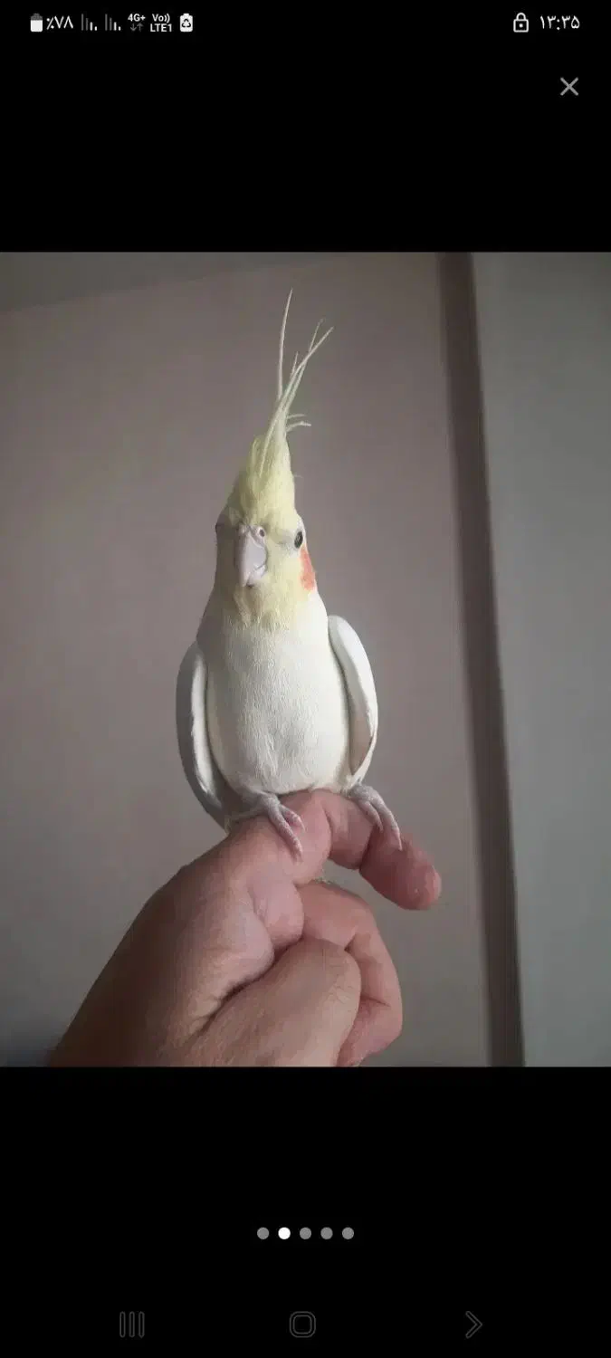 عروس هلندی لوتینو ماده|پرنده|تهران, ایوانک|دیوار