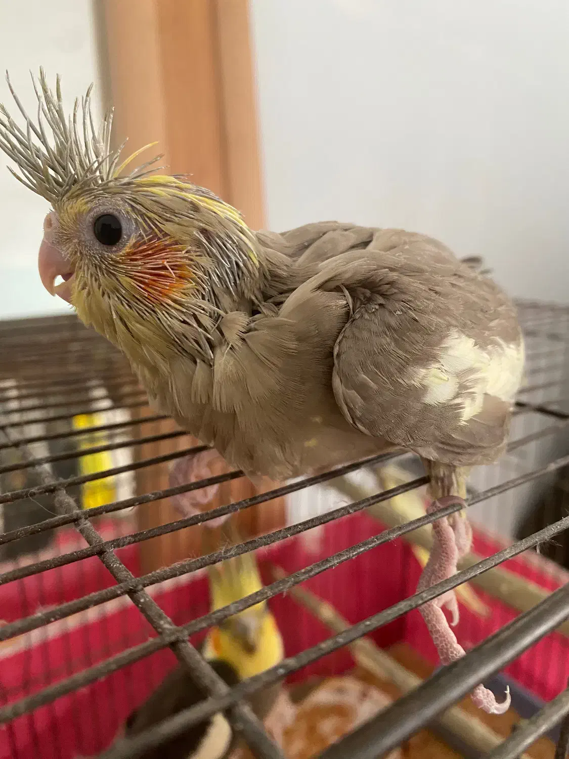 عروس اهویی|پرنده|طبس, |دیوار