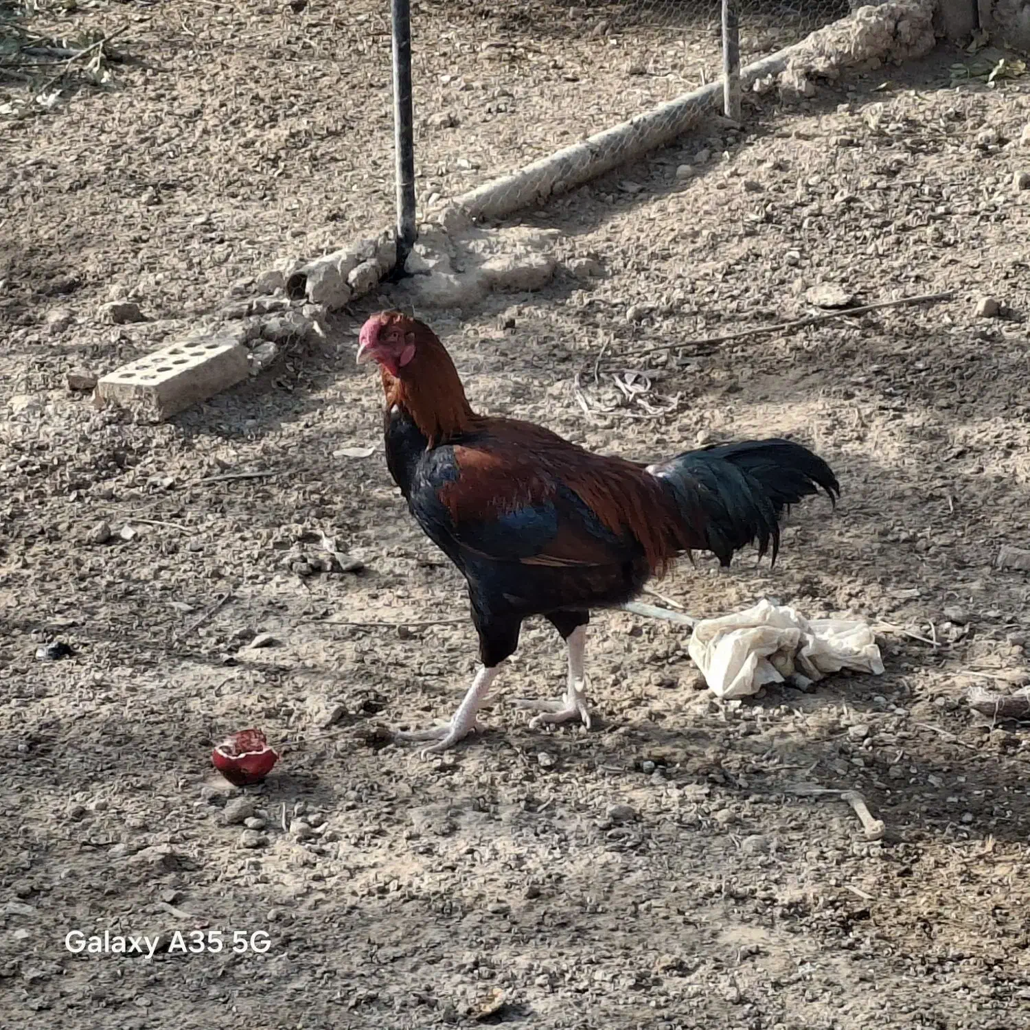 فروش خروس و مرغ|حیوانات مزرعه|اسلامشهر, کاشانک|دیوار