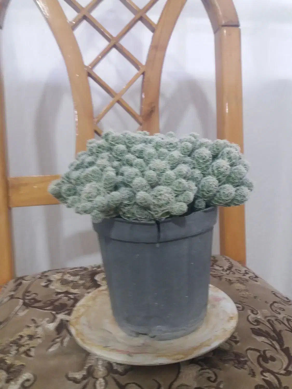 گل طبیعی|گل و گیاه طبیعی|بروجرد, |دیوار