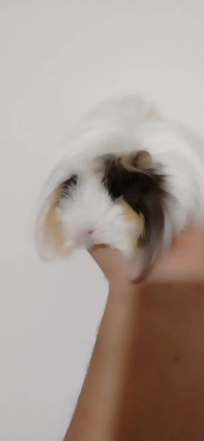 خوکچه هندی اهلی با وسایل|موش و خرگوش|آذرشهر, |دیوار