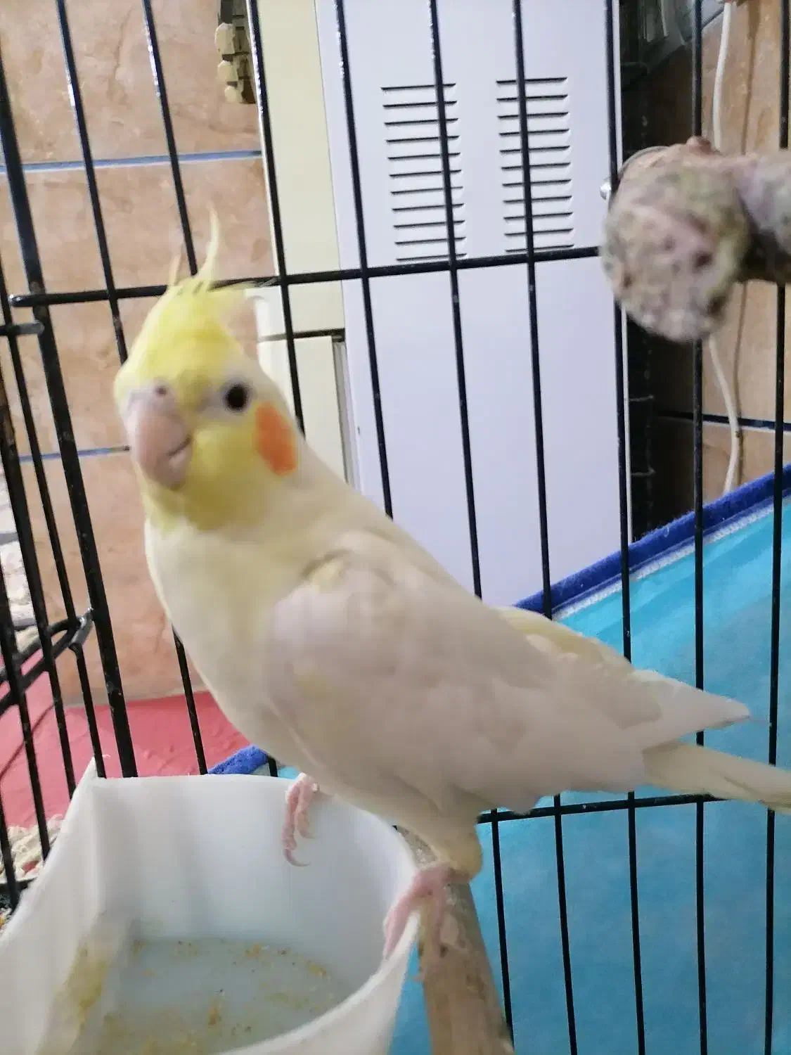 عروس هلندی لوتینو|پرنده|شیراز, کوشک میدان|دیوار