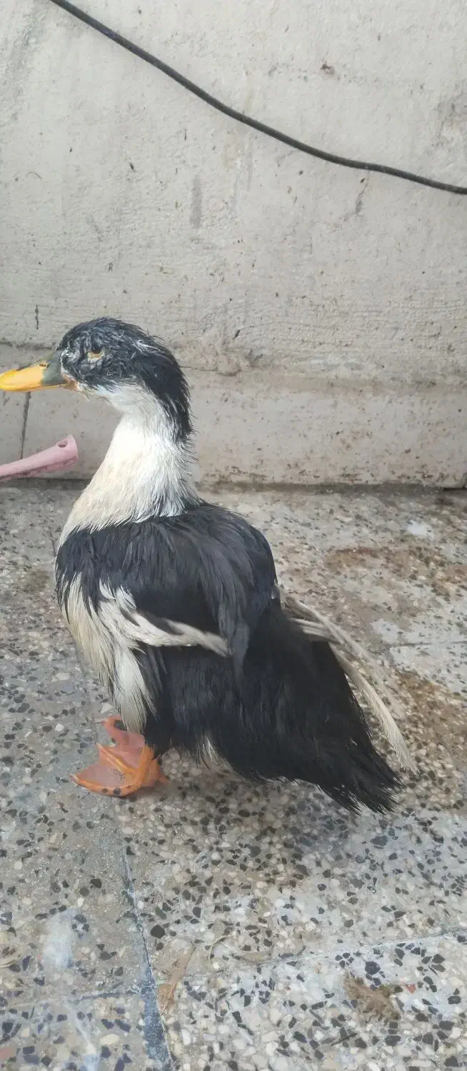 اردک اسرائیلی|حیوانات مزرعه|صدرا-فارس, فاز ۱|دیوار