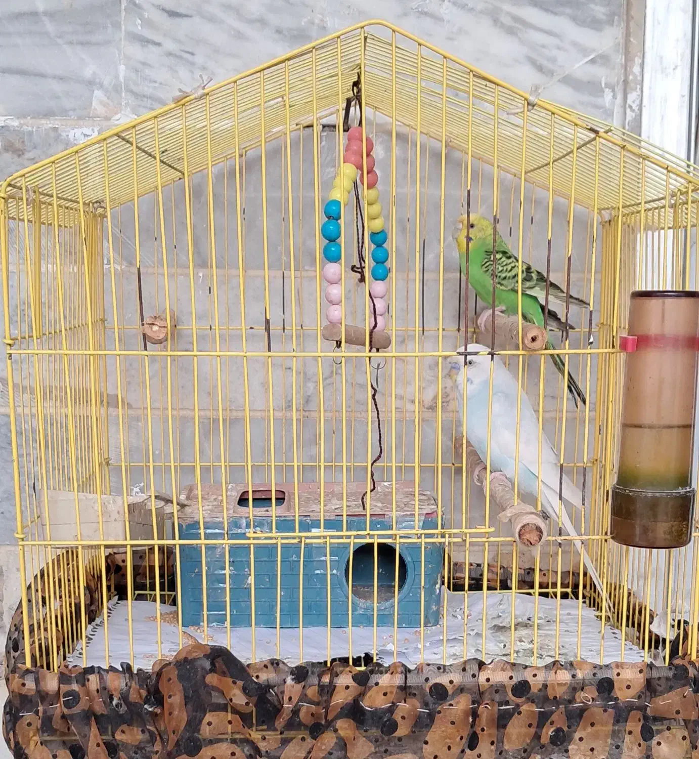 یک جفت مرغ عشق تخم گذار|پرنده|رشت, سلیمانداراب|دیوار