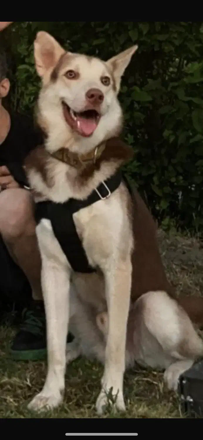 واگذاری سگ نگهبان|سگ|رشت, یخسازی|دیوار