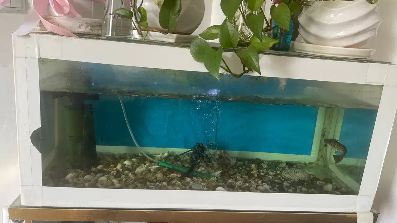 آکواریوم|ماهی|لاهیجان, خمیر کلایه|دیوار