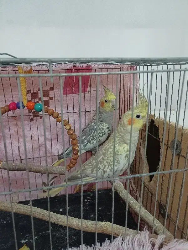 یک جفت عروس هلندی کنجدی|پرنده|آمل, |دیوار