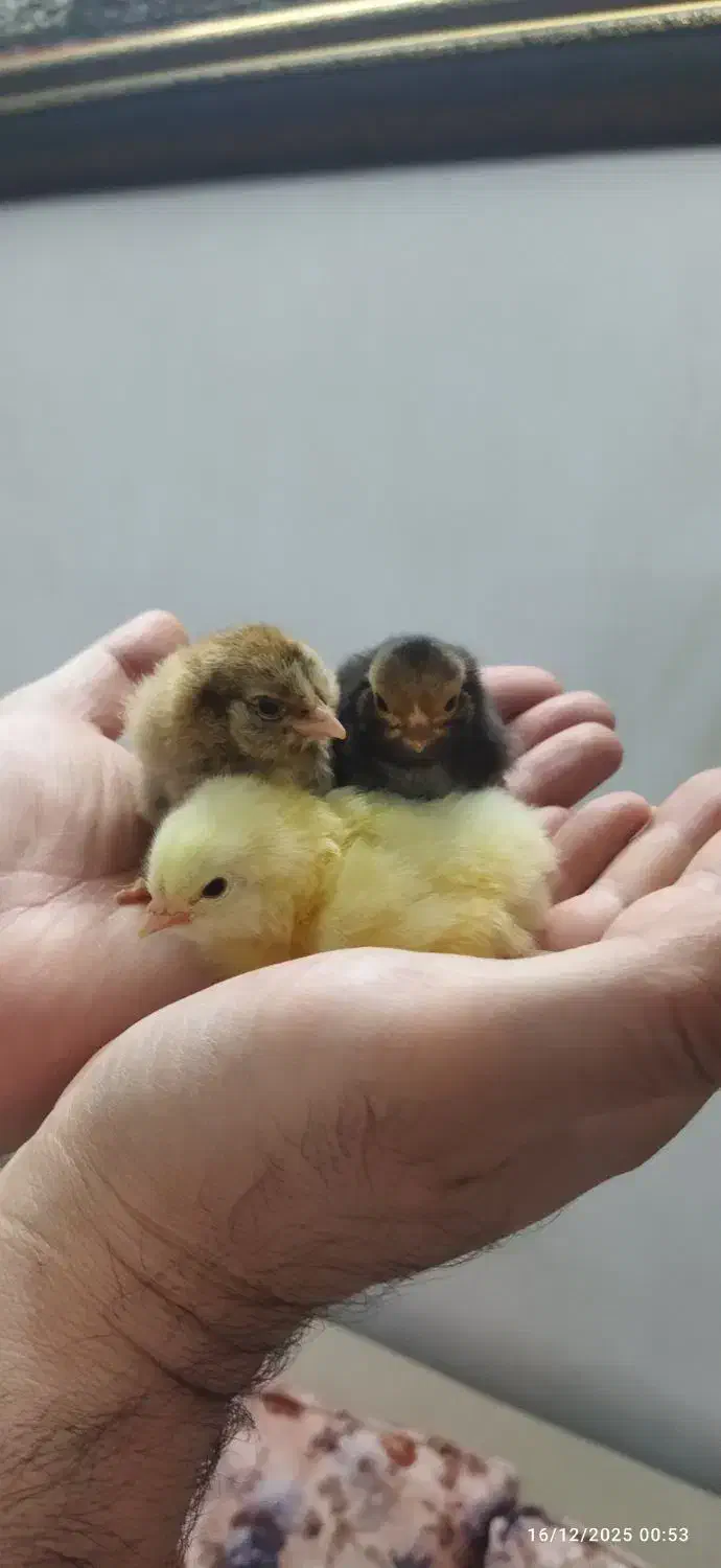 جوجه مرغ وتخم مرغ|حیوانات مزرعه|تهران, دهم فروردین|دیوار