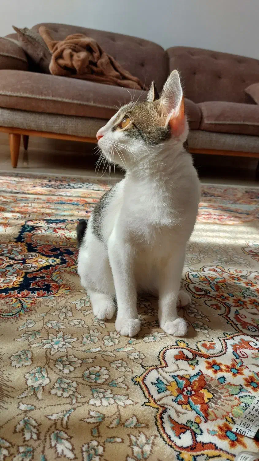 واگذاری گربه|گربه|کردکوی, |دیوار