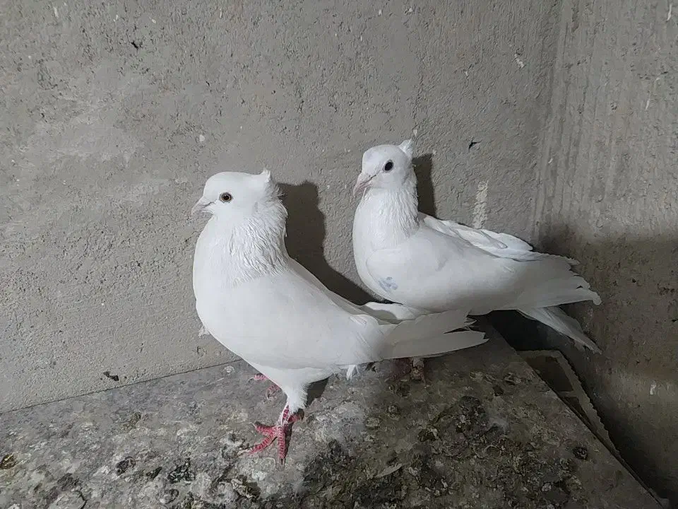 کفتر|پرنده|تبریز, |دیوار