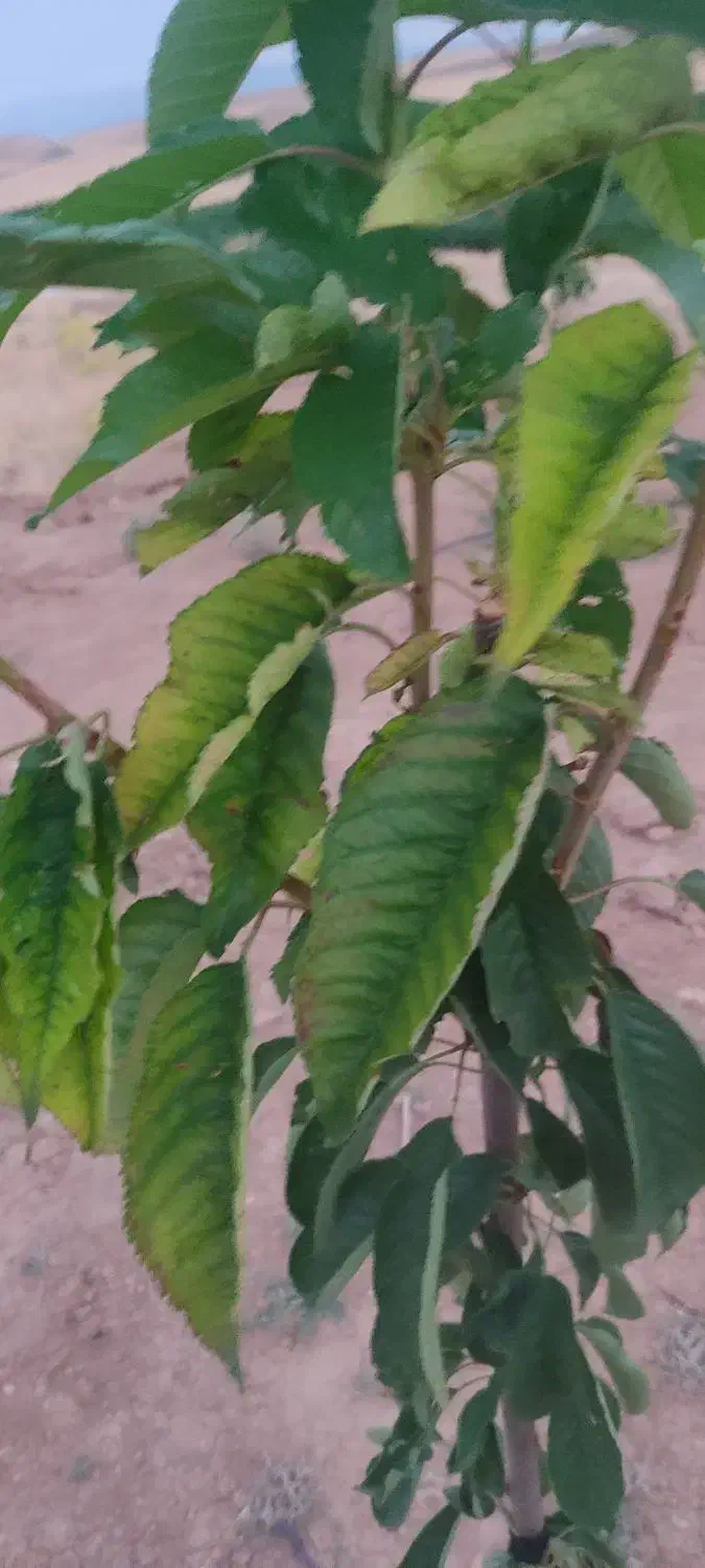 باغشهری ۱۰۰۰ متری دارای آب و برق در منطقه خانزنیان|فروش زمین و ملک کلنگی|شیراز, جانبازان|دیوار