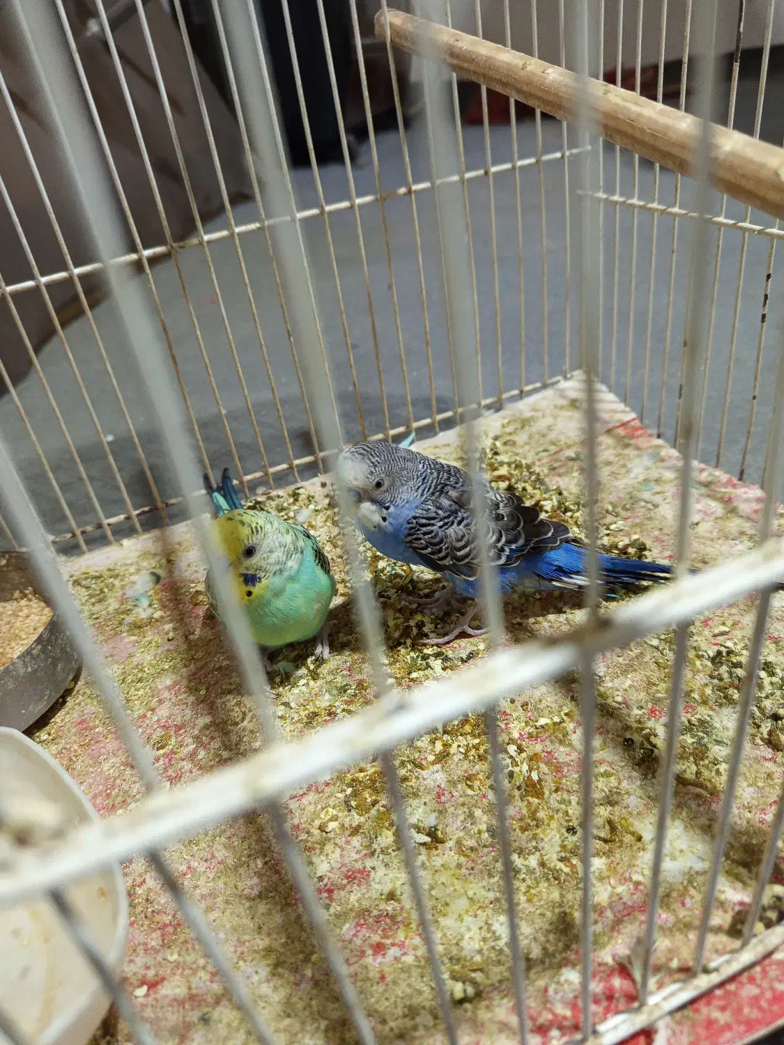 دو عدد مرغ عشق فروشی|پرنده|فردوس (خراسان), |دیوار