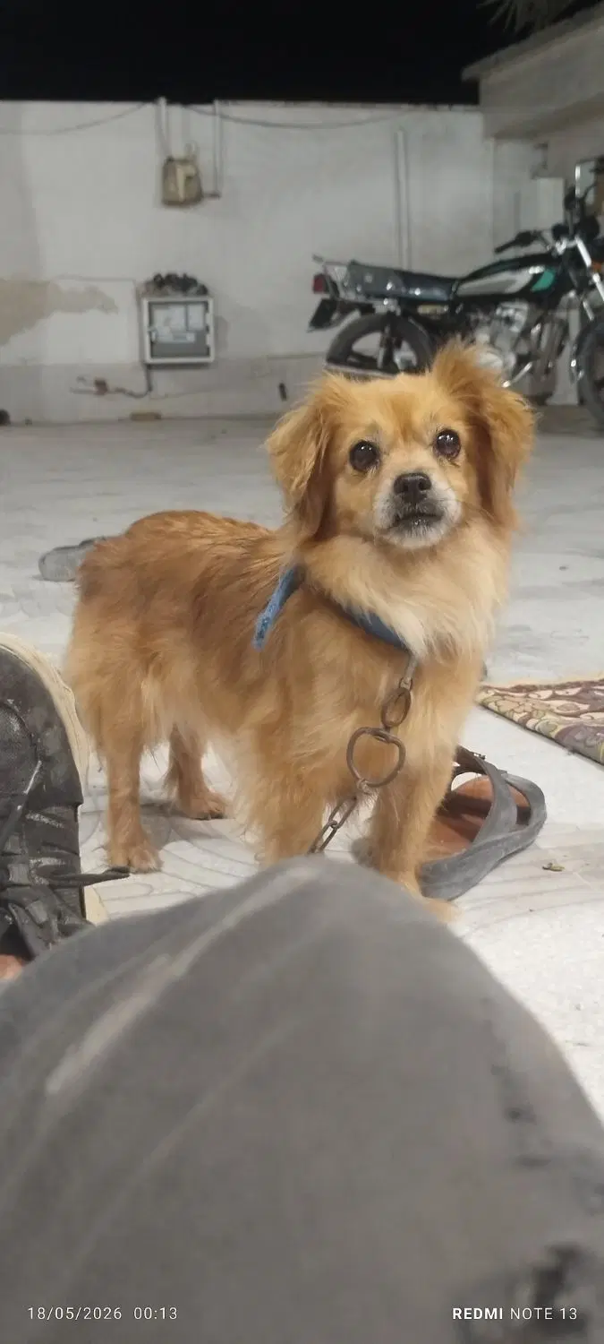 سگ.|سگ|بیرم, |دیوار